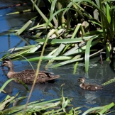 The wetlands are a biodiversity hot spot in inner Melbourne.